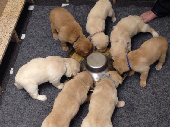 weaning-puppies