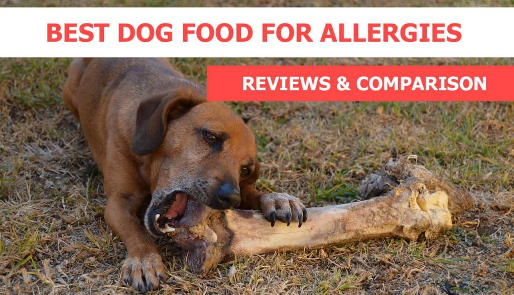 Best Dog Food for Allergies Reviews &