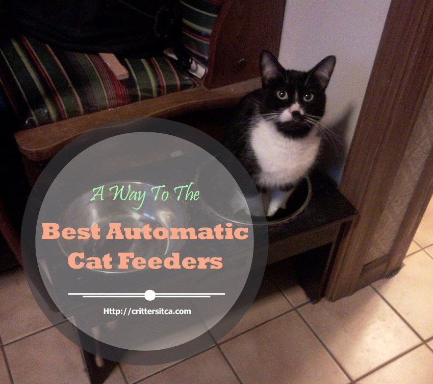 top 10 best automatic cat feeders