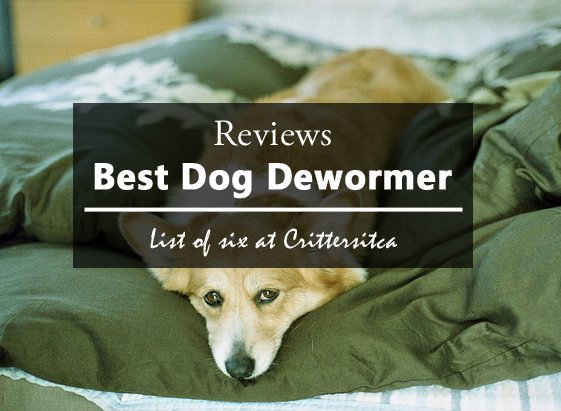 Best Dog Dewormer Over the Counter