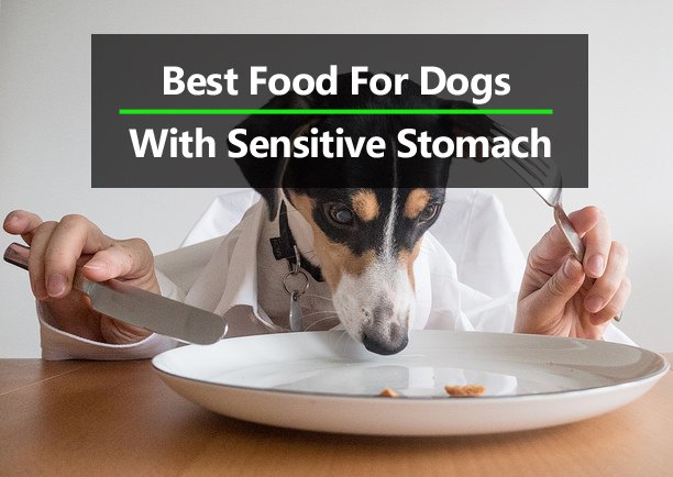 dog food for dog with sensitive stomach