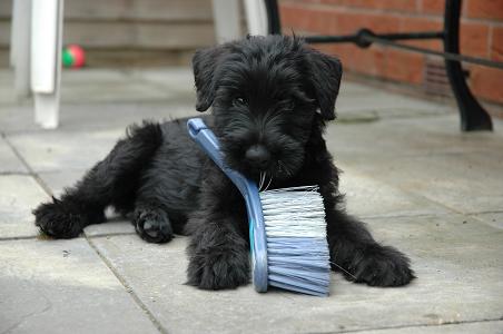 Black puppy with brush