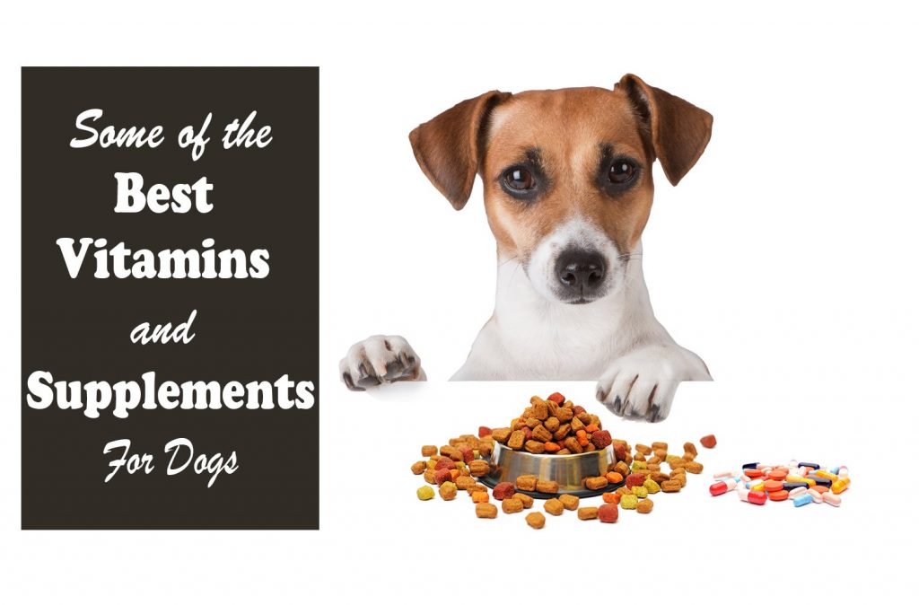 best dog vitamins and supplements