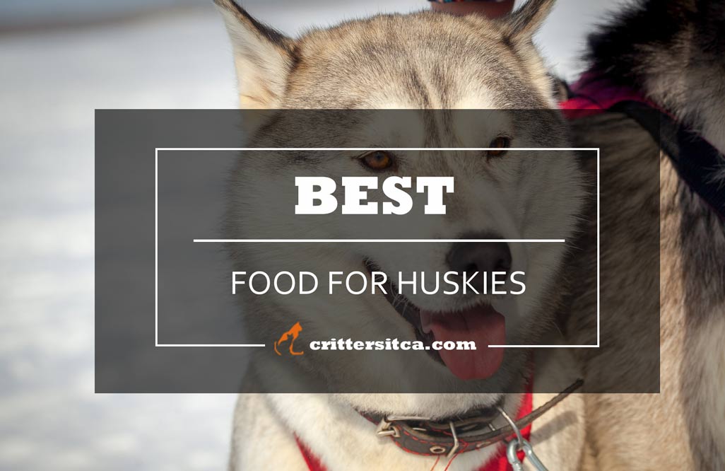 dog food for huskies - crittersitca reviews