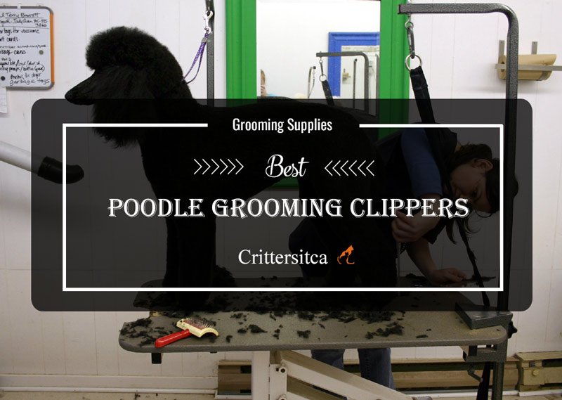 poodle clippers - crittersitca's reviews