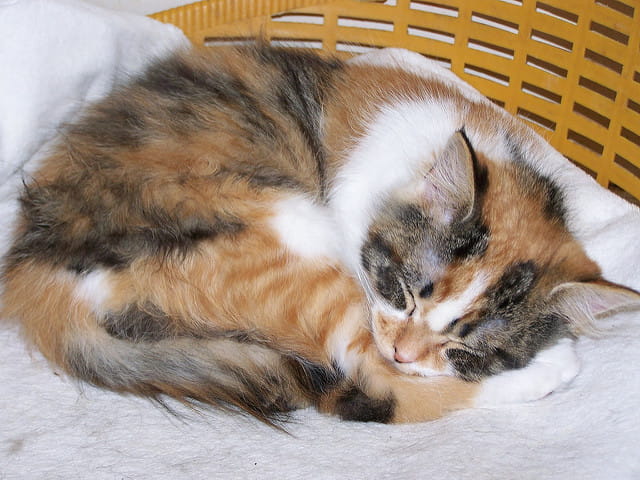 12 week old kitten sleeping