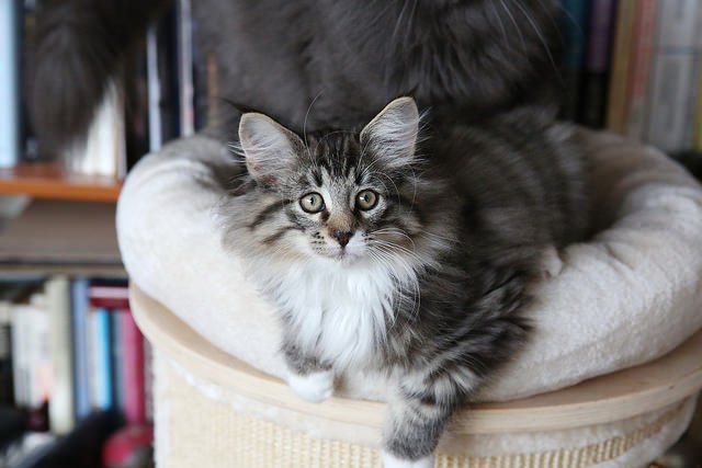 take care of a 12 week old maine coon
