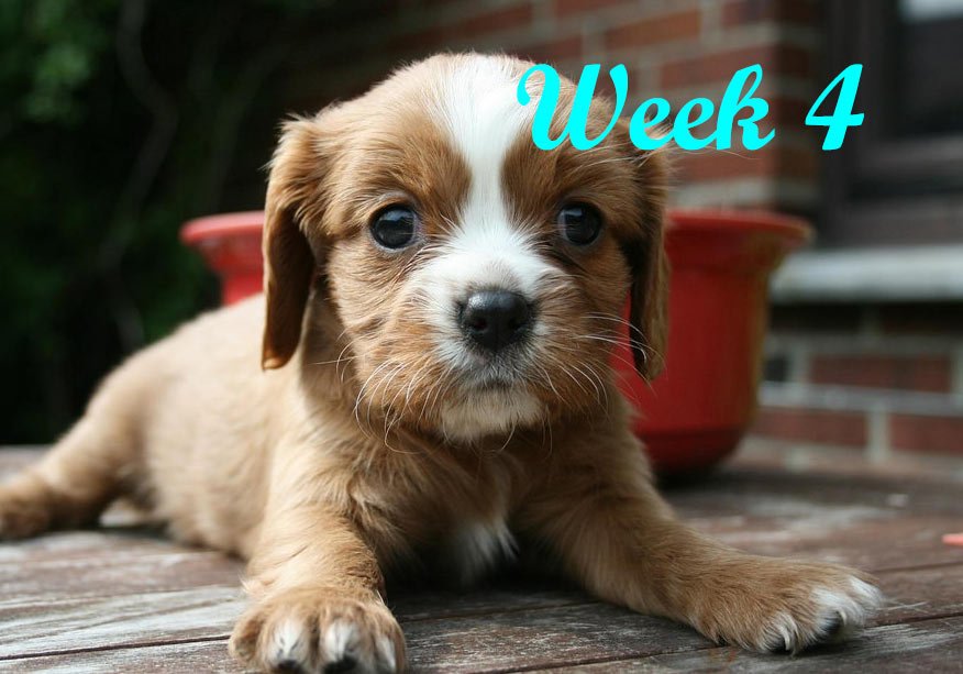 How to Take Care of Newborn Puppies Week by Week (18