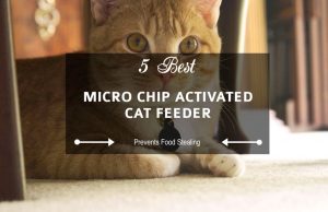 best Micro Chip Activated Cat Feeder