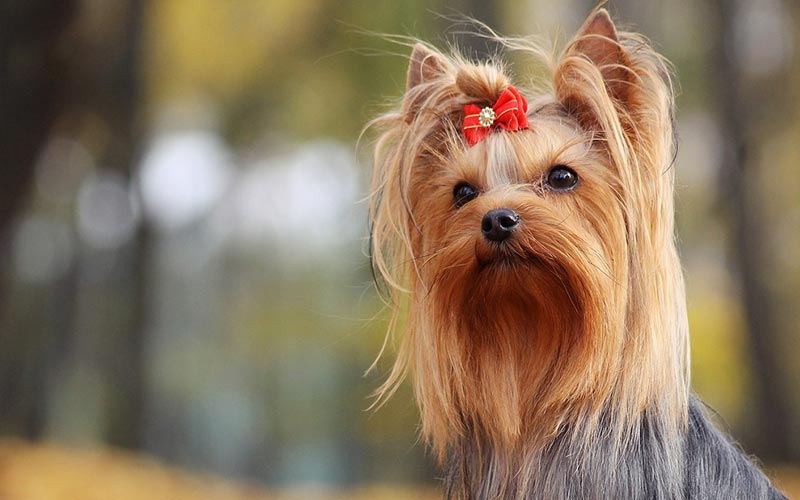 Clippers For Yorkies reviews