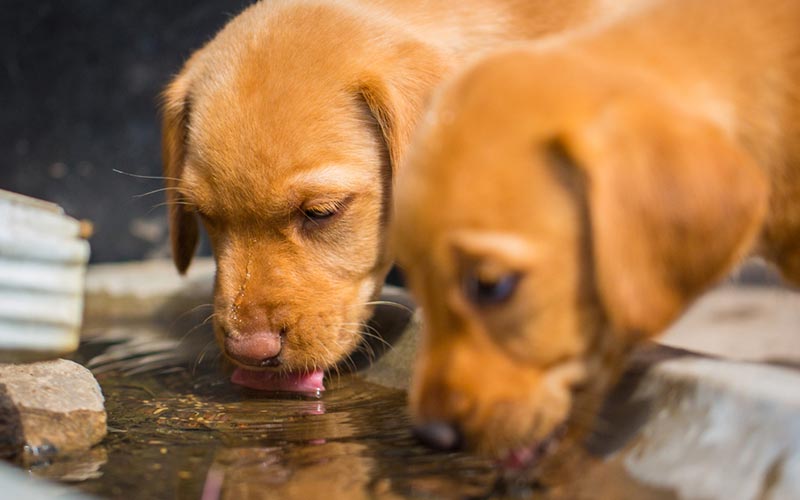 two 8 week old puppy drinking