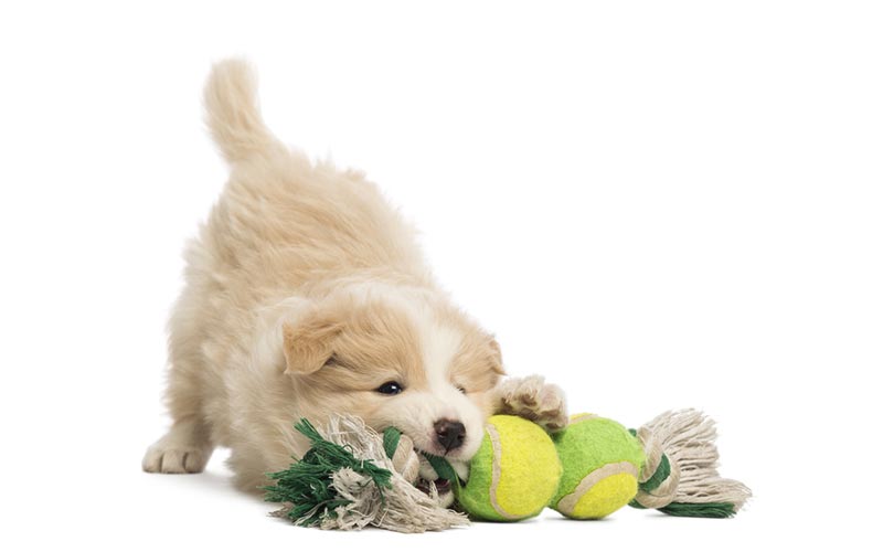 8 week old puppy playing with toy