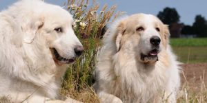 Best Great Pyrenees clipper