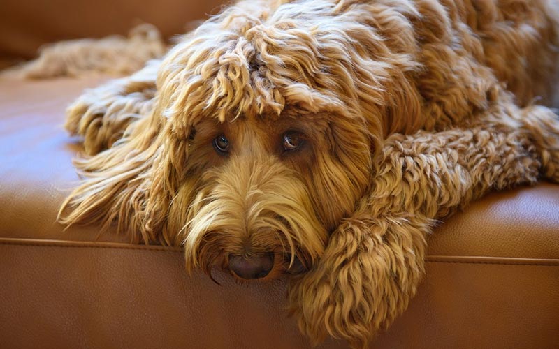 best clippers for a labradoodle