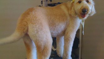 How to Groom a Labradoodle