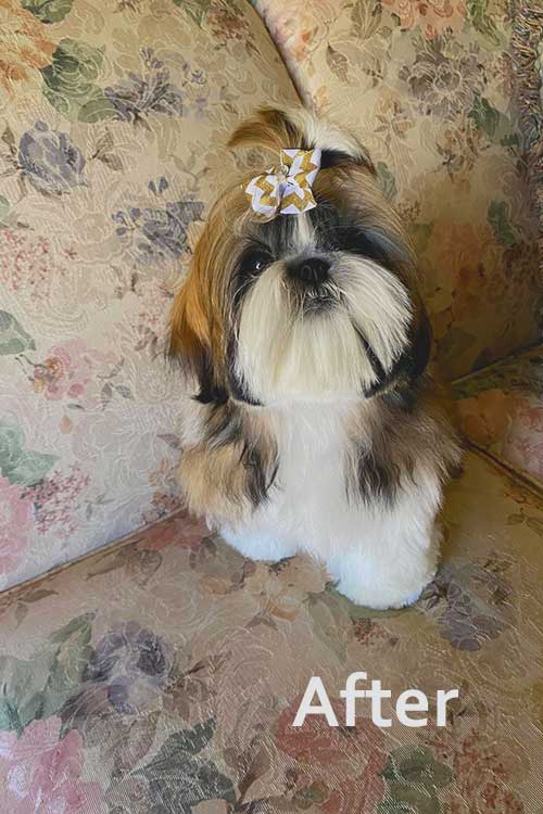 shih tzu after grooming