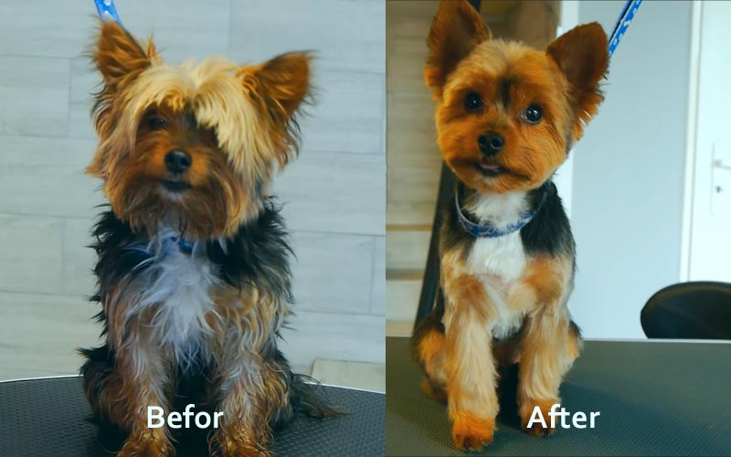 yorkshire terrier before and after grooming