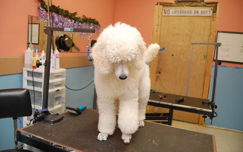 How To Groom A Poodle