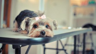 How to Groom Yorkshire Terrier