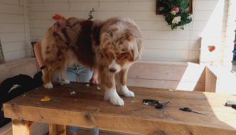 How to groom different body parts of the Australian Shepherd